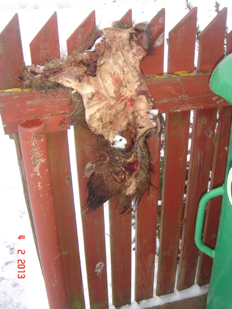 Uz koka žoga pie atkritumu tvertnēm uzmauktā āda esot no mežacūkas sivēna
Autors: Aculiecinieka foto.