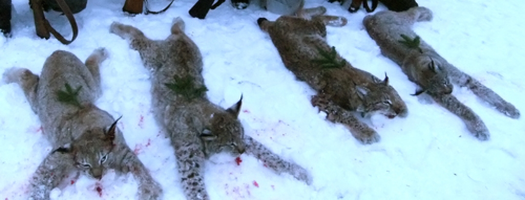 Vecumnieku novadā mednieku mērķtiecības un neatlaidības rezultātā ir kļuvis par pieciem kaitniekiem mazāk.