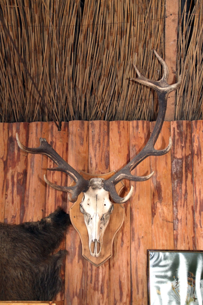 Pirmais nomedītais briedis, kura ragi rotā trofeju telpas sienu, savulaik licis gana daudz panervozēt.