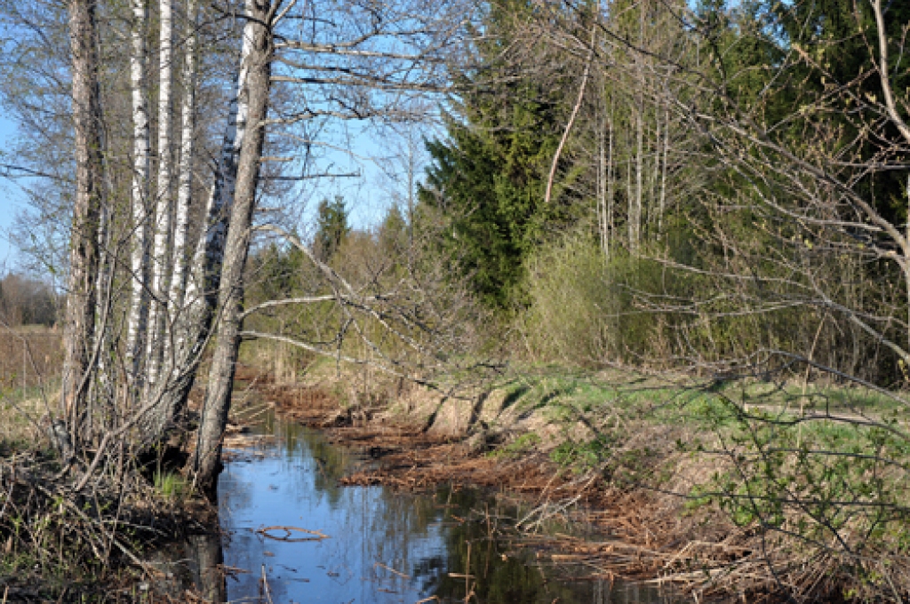 Aizaugošās un sabrukušās meliorācijas sistēmas pēdējos mitrajos gados sagādā arvien vairāk problēmu lauku un mežu saimniekiem, samazinot ražu un ieņēmumus.