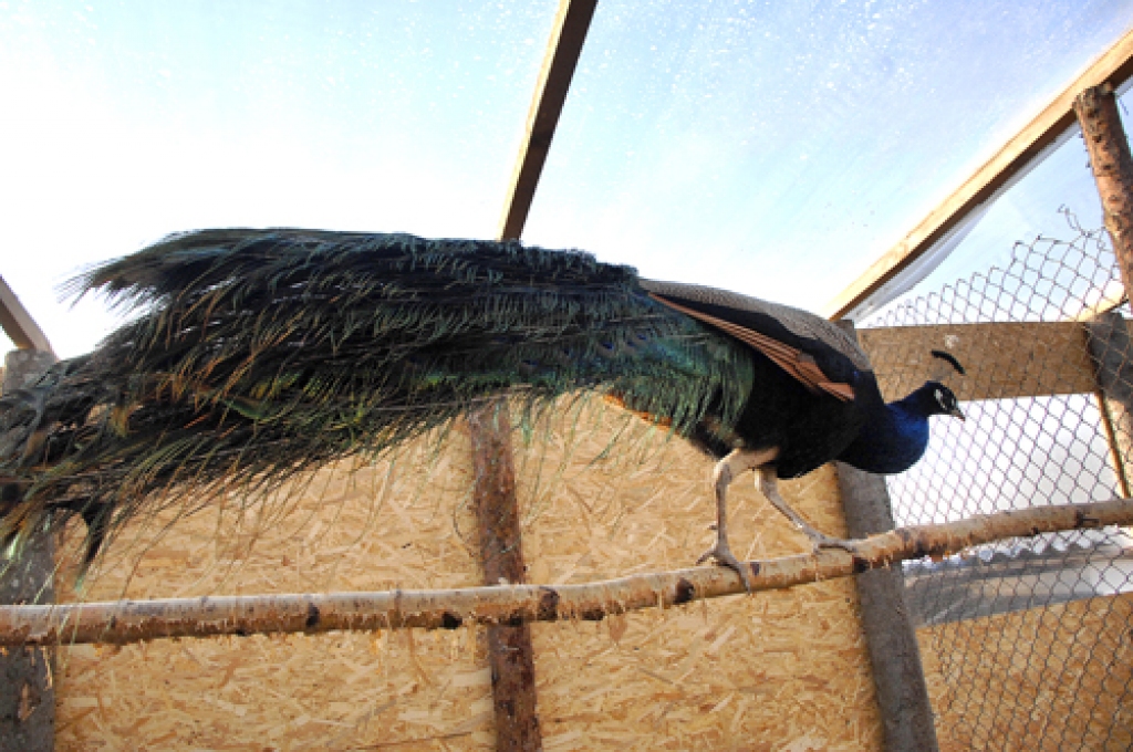 Pāvu tēviņa riesta dancis liecina par pavasara tuvošanos.