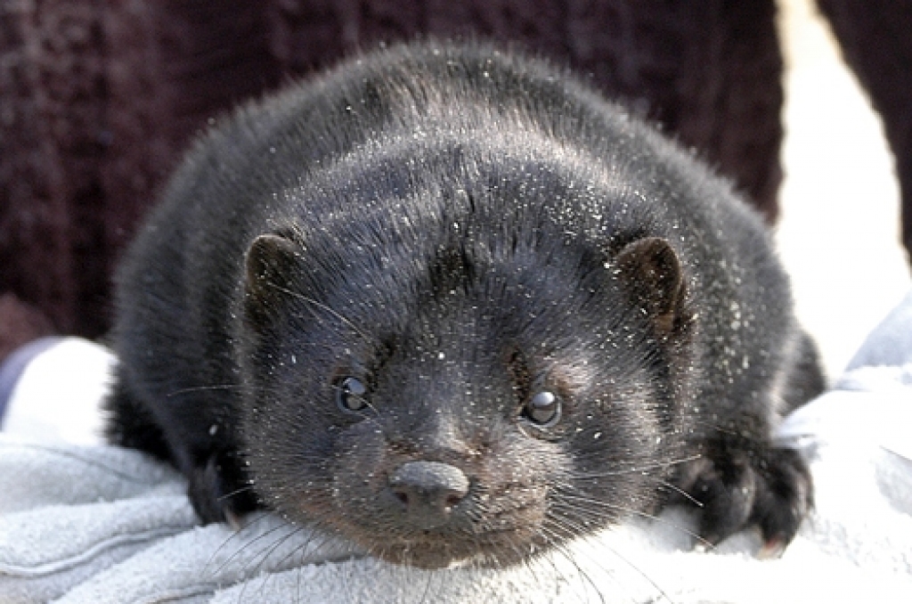 'American Dark' jeb 'Amerikāņu tumšā' ūdele, kas tiek audzēta Iecavas novada uzņēmumā «Baltic Devon Mink».
Autors: No «Bauskas Dzīves» arhīva.