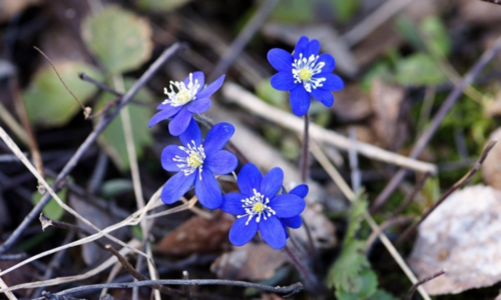 «Šī atdzimšanas spēja mūžīga.»
