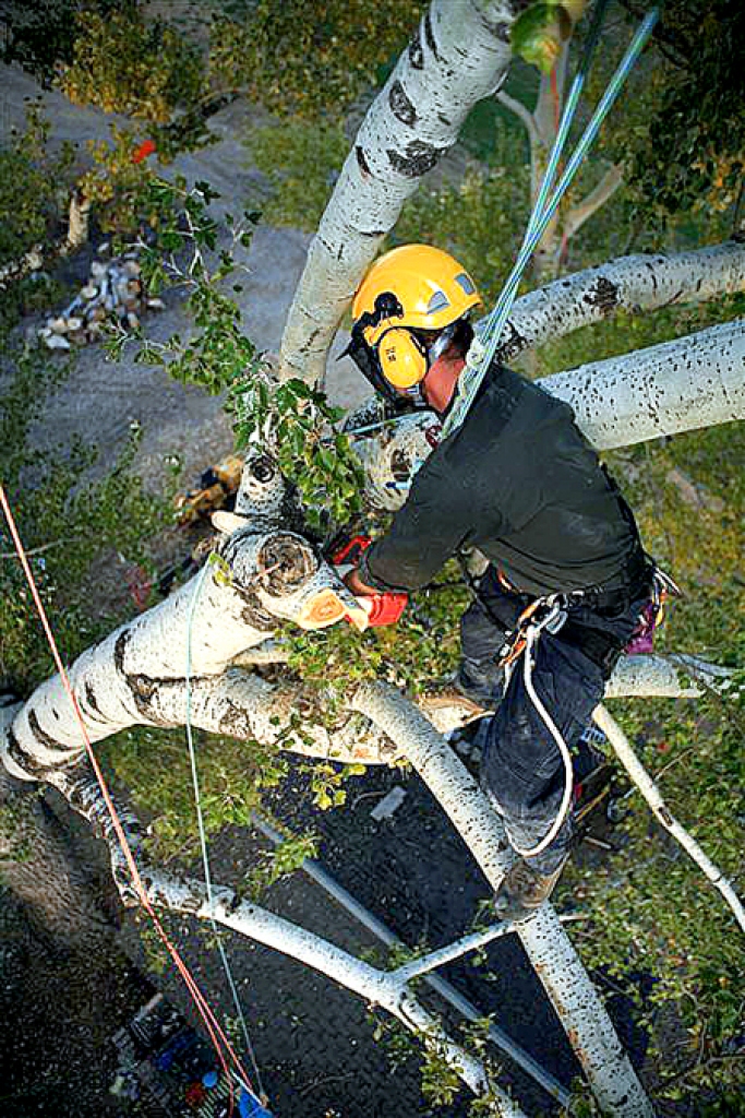 Arborista darba ekstrēmākā daļa – karājoties trosēs, var filigrāni apkopt jebkuru pilsētas koku.