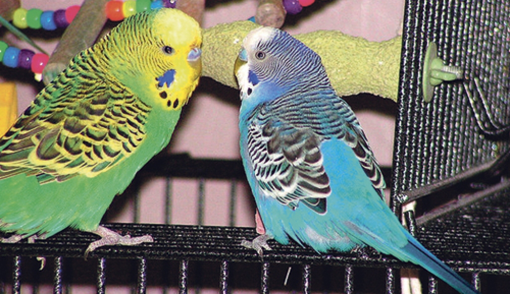 Putnu pāris, izlaists no būra, kļuva dzīvespriecīgāks. 