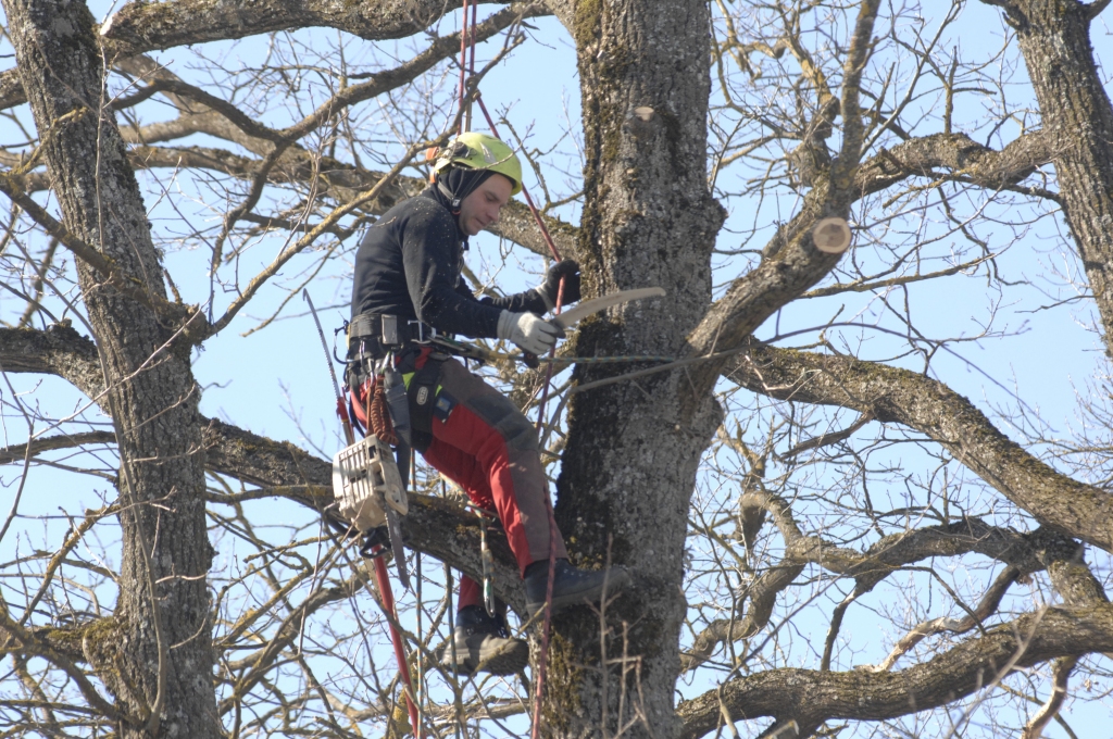 Arboristu darbs prasa labu fizisko sagatavotību un precizitāti, lai, tīrot zarus un stumbrus, nenodarītu pāri ne kokiem, ne cilvēkiem. 
Autors: Ivars Bogdanovs
