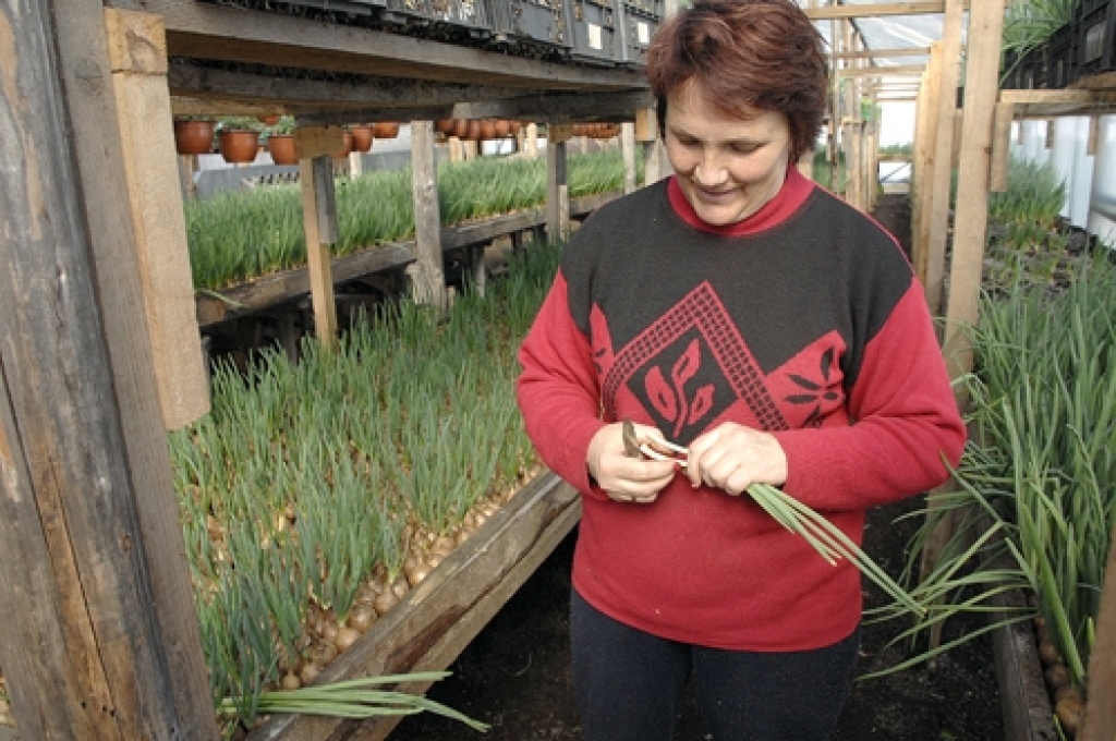 Janīna Černovska gatavo kārtējo sīpolloku partiju, ko vedīs uz galvaspilsētu un pārdos uzpircējiem. Nonākot pie patērētājiem, zaļo vitamīnu cena vairākkārt pieaugs. 
Autors: Ivars Bogdanovs