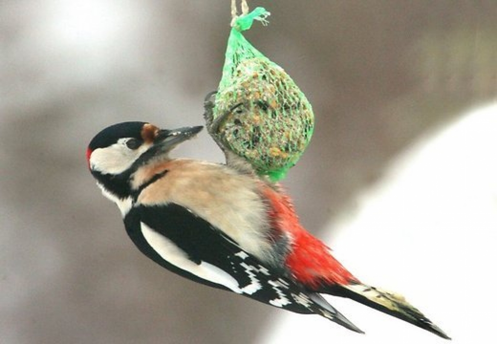 Fotoattēlam ilustratīva nozīme.