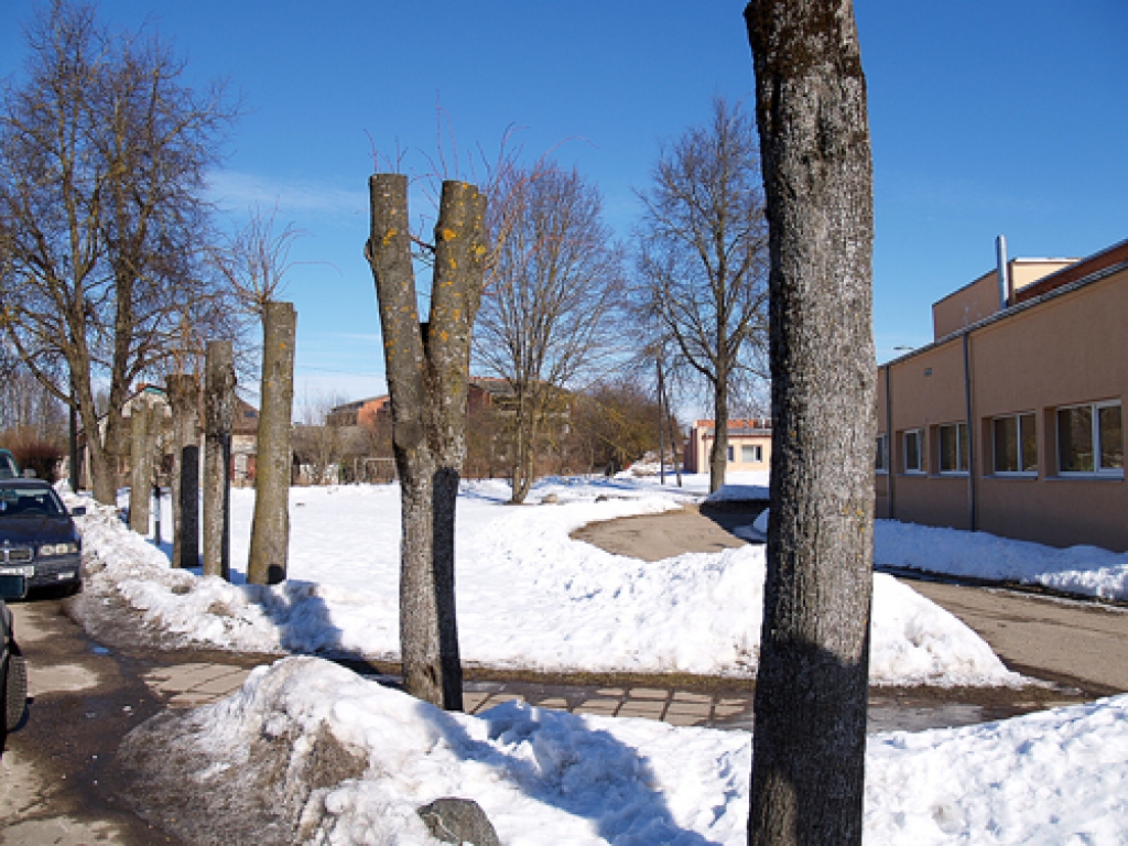 Liepas tiek sabojātas, šādi nostabojot zarus, skaidro koku lietpratējs, jo atradis Iecavā vienu sliktu kopšanas piemēru.
Autors: Madara Ērgle