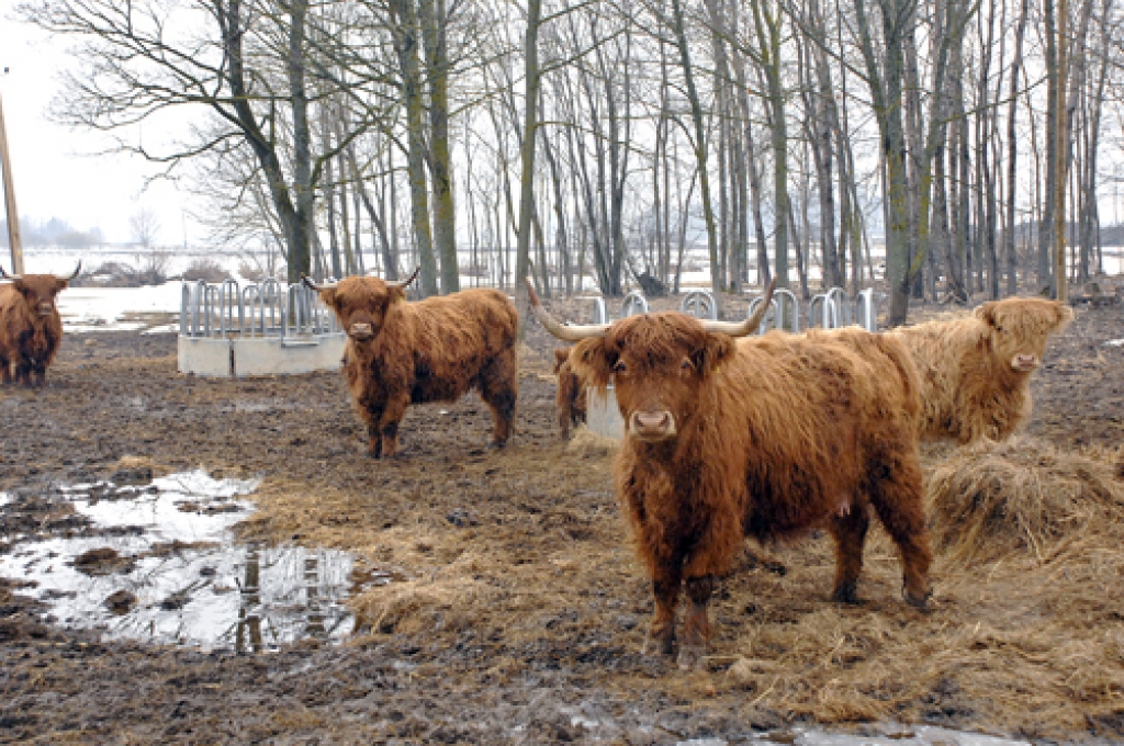 Hailandera šķirnes lopus audzē priekam, nevis biznesam. 