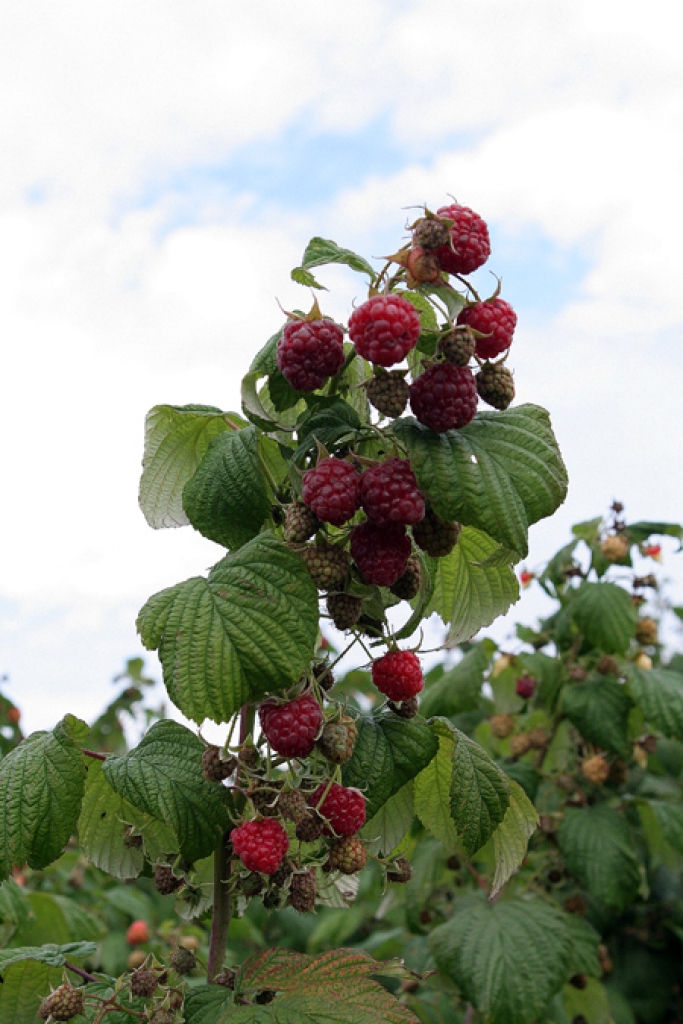 «Jaunlejniekos» Anna Truntika audzē zemenes, avenes un  dārzeņus, brālis Jānis iestādījis lielu ābeļdārzu. 