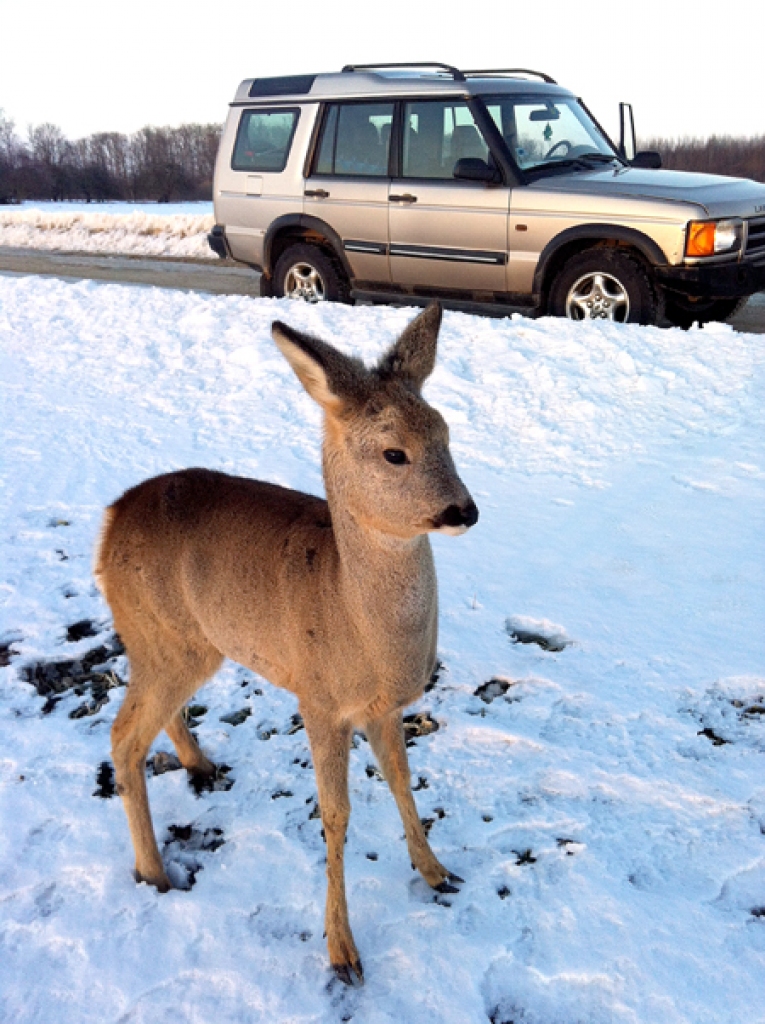 Ar šādu skatienu stirna ceļa Bauska–Uzvara laukā lūkojās mednieka Jāņa Bites acīs. 
