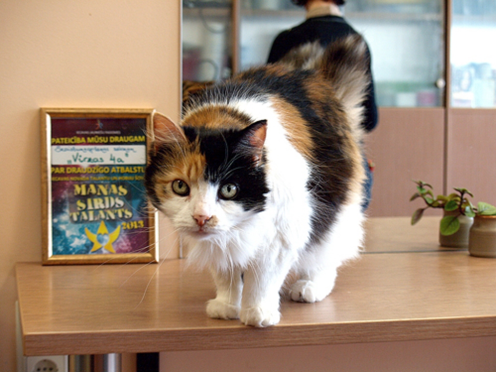 Pice kā skaistumkopšanas iestādes iemītniece māk sevi pasniegt publikas un fotokameras priekšā.