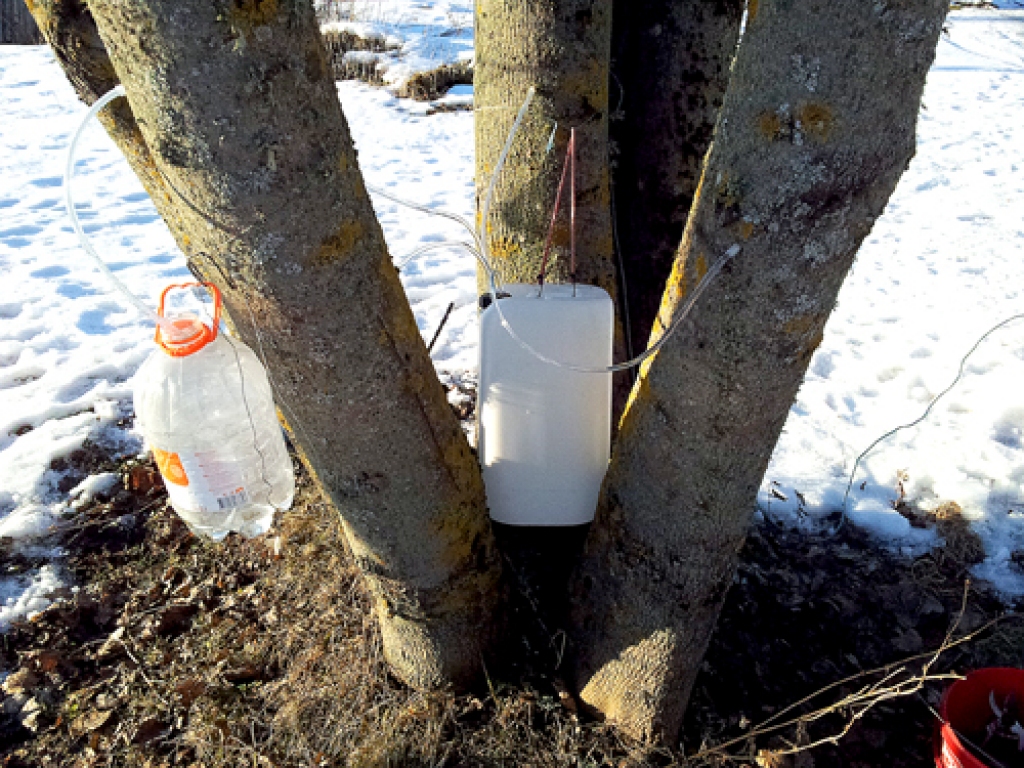 Kļavas sulu var ievākt ne tikai pie stumbra, bet arī iekarot pudeles iegriezta zara galā.