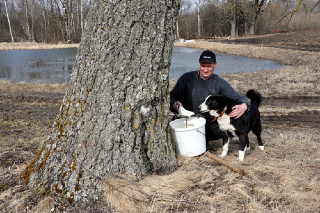 Jānis Zvirbulis kopā ar savu «palīgu» Irsi lūko, kā rit sulas no vismaz gadsimtu vecā bērza.
Autors: Žanna Zālīte