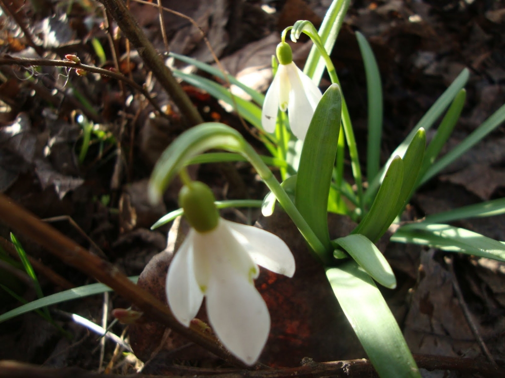 Fotoattēlam ilustratīva nozīme.