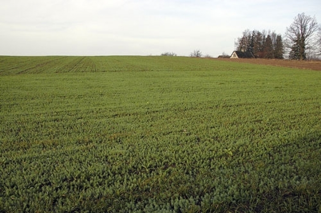 Autors: No «Bauskas Dzīves» arhīva.