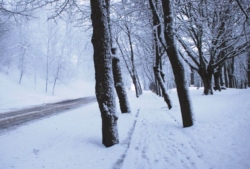 Sniega sega Bauskā pieaugusi līdz 24 centimetriem, liecina Latvijas Vides, ģeoloģijas un meteoroloģijas centra informācija.
Autors: Zenta Reliņa