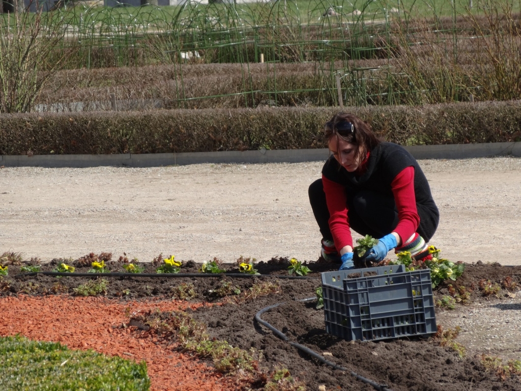 Parka labiekārtošanas strādniece Līga Druviņa stāda atraitnītes.