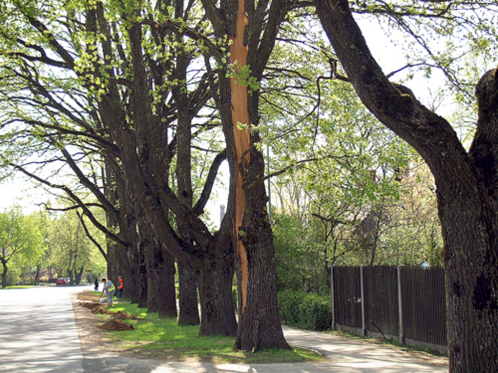 Zibens kaitējums ozolam Edvarta Virzas ielas alejā vēl jāvērtē, lai izlemtu, vai koks nekļūs bīstams.
Autors: Antra Ērgle