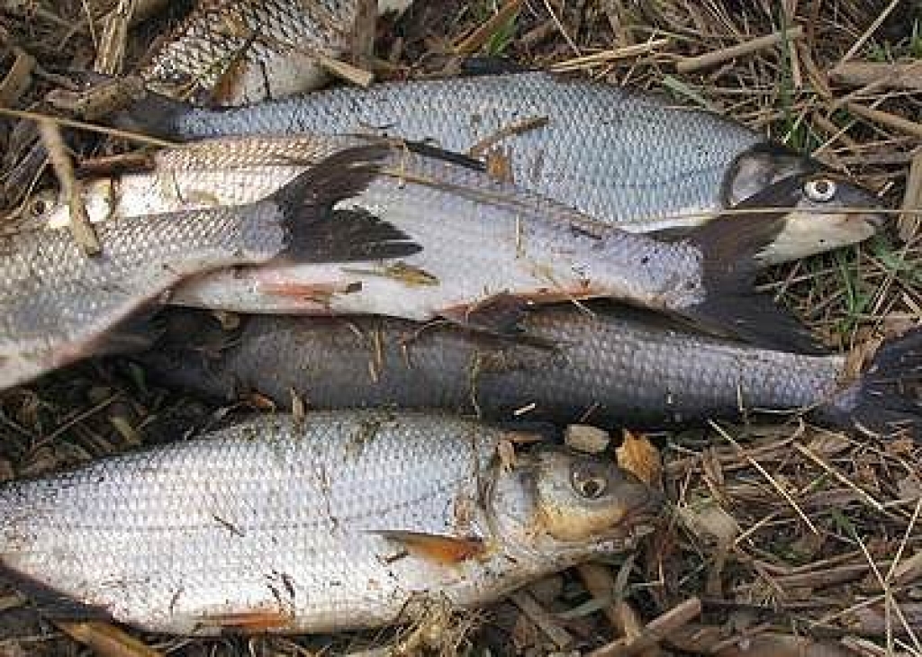 Fotoattēlam ilustratīva nozīme.
Autors: fishing.lv