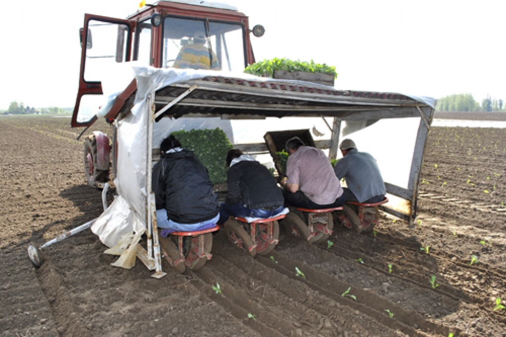 Iecavas novada zemnieku saimniecībā «Veczaķi» tiek stādīti vēlie kāposti. 
Autors: Māris Krūmiņš