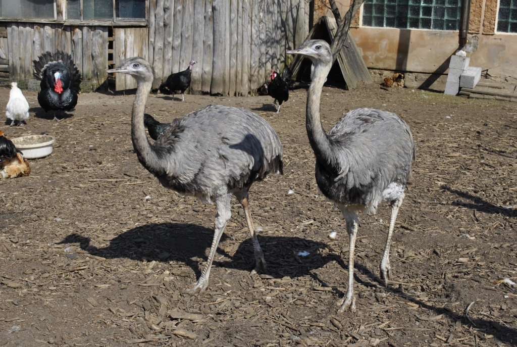 Minizoo «Dobuļi» Iecavas novadā apmeklētājiem šosezon sagādāts daudz pārsteigumu, skatāmi arī līdz šim šeit nebijuši dzīvnieki. 
Autors: Juris Iļņickis