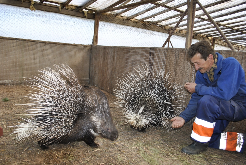 Minizoo „Dobuļi” saimnieks Varis Ķelpe rāda dzeloņcūkas, kuru krāšņās adatas ir ļoti bīstamas, taču noder pludiņiem.
Autors: Juris Iļņickis
