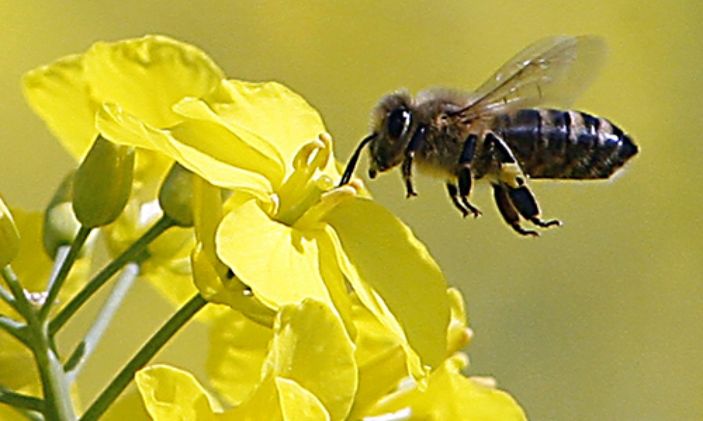 Bites ir indikators, ka videi nodarīts kaitējums, jo to bojāeju pamana uzreiz.