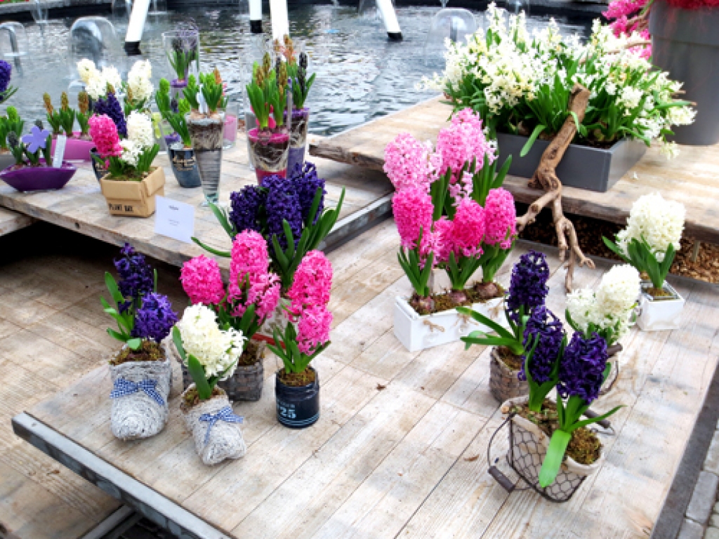 Puķu smarža un izkoptie krāsu laukumi ir viens no galvenajiem pievilcības elementiem Nīderlandes parkos un dārzos.