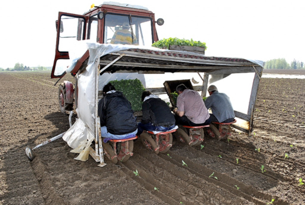 Iecavas novada zemnieku saimniecībā «Veczaķi» stāda vēlos kāpostus.