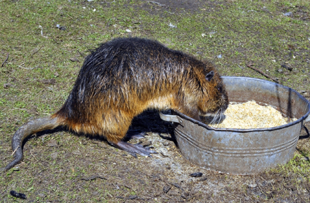 Nutriju paps Hugo meklē ko gardāku barības bļodā.