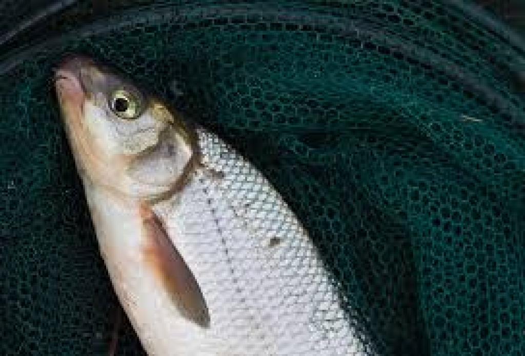 Fotoattēlam ilustratīva nozīme.