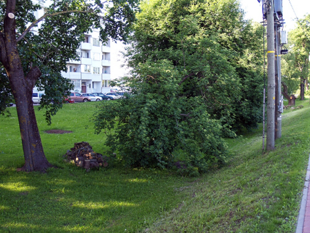 Nozāģētie zari zem elektrolīnijām Rīgas ielā Iecavā tika savākti tās pašas dienas pievakarē, kad «Bauskas Dzīve» pēc iedzīvotāju lūguma sāka interesēties, kāpēc tie tur pamesti teju mēnesi.
Autors: Antra Ērgle