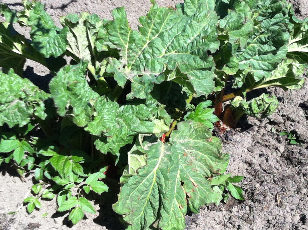 Fotoattēlam ilustratīva nozīme.