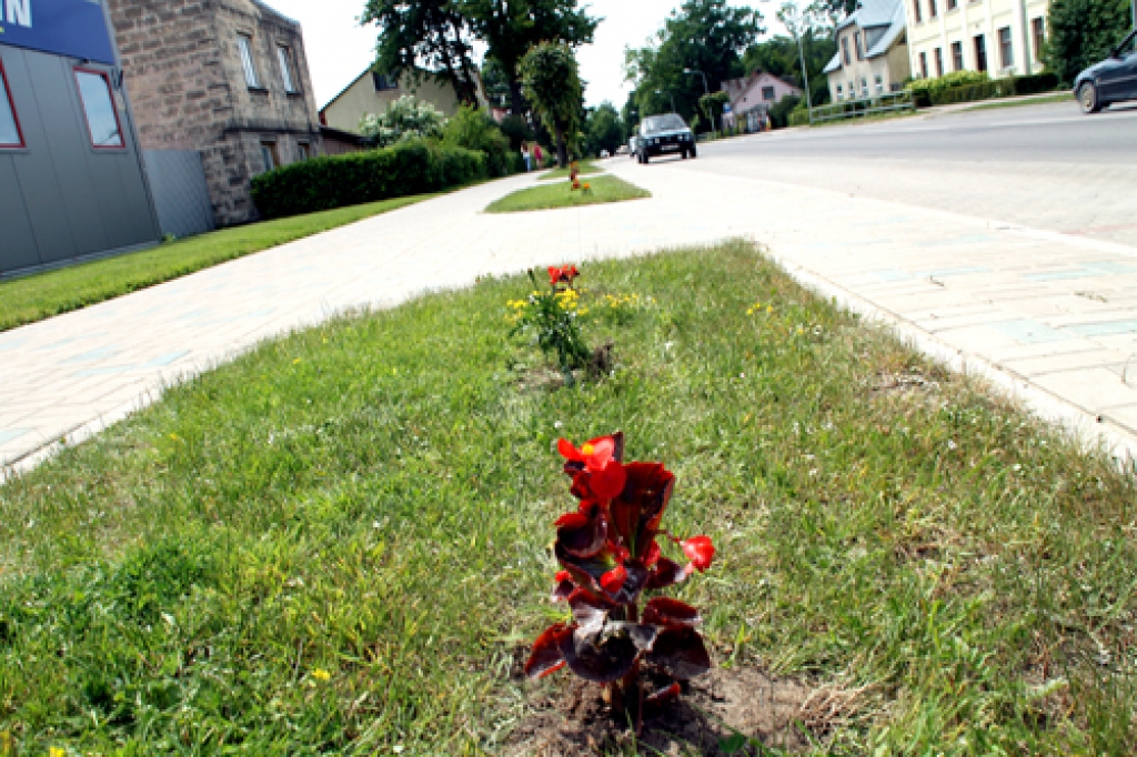 Baušķeniekus 13. jūnija rītā pārsteidza Uzvaras ielā sastādītie ziedi. 
Autors: Uldis Varnevičs