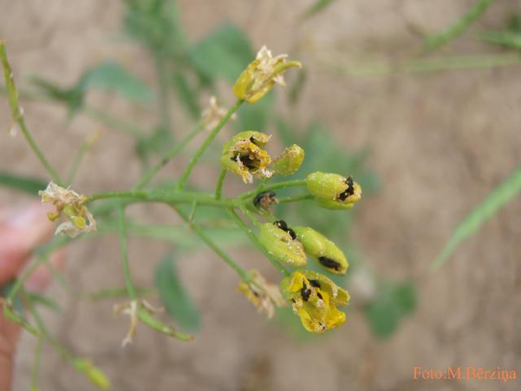 Krustziežu spīduļi ir nozīmīgākie rapša kaitēkļi Latvijā. Vasaras rapsī, salīdzinot ar ziemas rapsi, krustziežu spīduļi bieži vien mēdz savairoties lielākā skaitā un nodarīt būtiskāku kaitējumu ražai.
Autors: VAAD