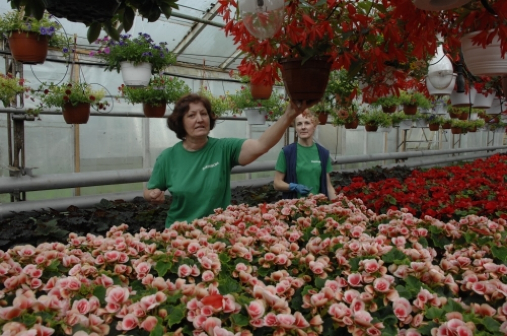 SIA «Ints un CO» dārznieces Dzintra Krasovska un Judīte Paegle begoniju siltumnīcā, kur pašlaik valda ziedu krāsu prieks. 
Autors: No «Bauskas Dzīves» arhīva.