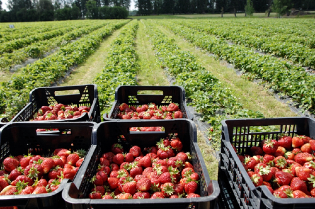 Pie pircējiem drīz ceļos kastes ar tikko lasītām saldām un sulīgām zemenēm. 