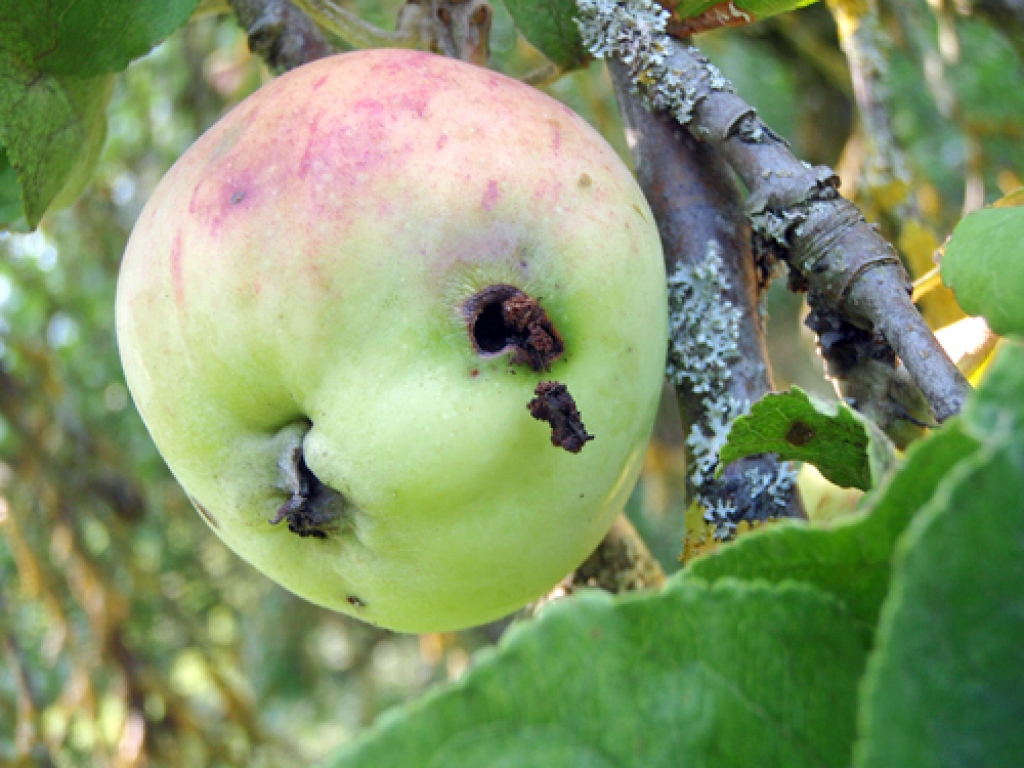 Tinēju nedarbi ābolā.