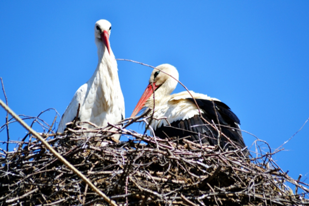 Perē abi vecāki. Stārķu mazuļi atstās ligzdu jūlijā.