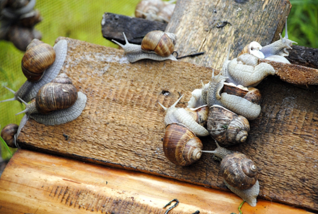 Šogad gliemežu ir mazāk nekā pērn. 