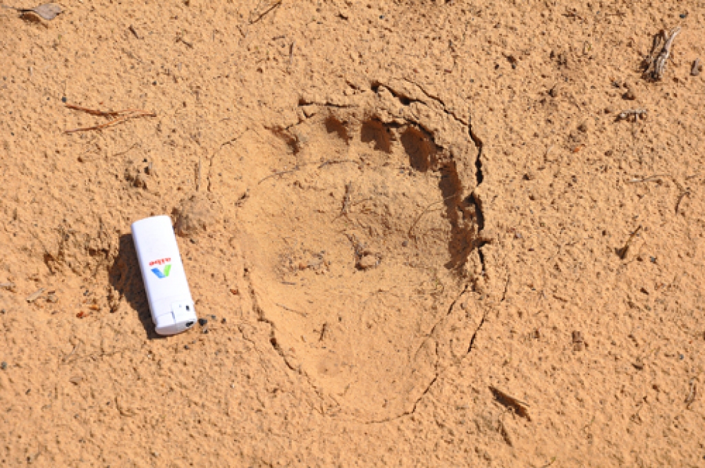 Lācis aiz sevis atstāj ļoti raksturīgus pēdu nospiedumus: priekškājām tie ir tikpat plati, cik gari, vai nedaudz platāki, ar labi saskatāmiem garo pirkstu un spēcīgo nagu iespiedumiem. Pakaļkāju pēdu nospiedumi pēc formas atgādina kailas cilvēka pēdas nospiedumu, tikai ir nedaudz platāki un ar sašaurinātu papēža daļu. 