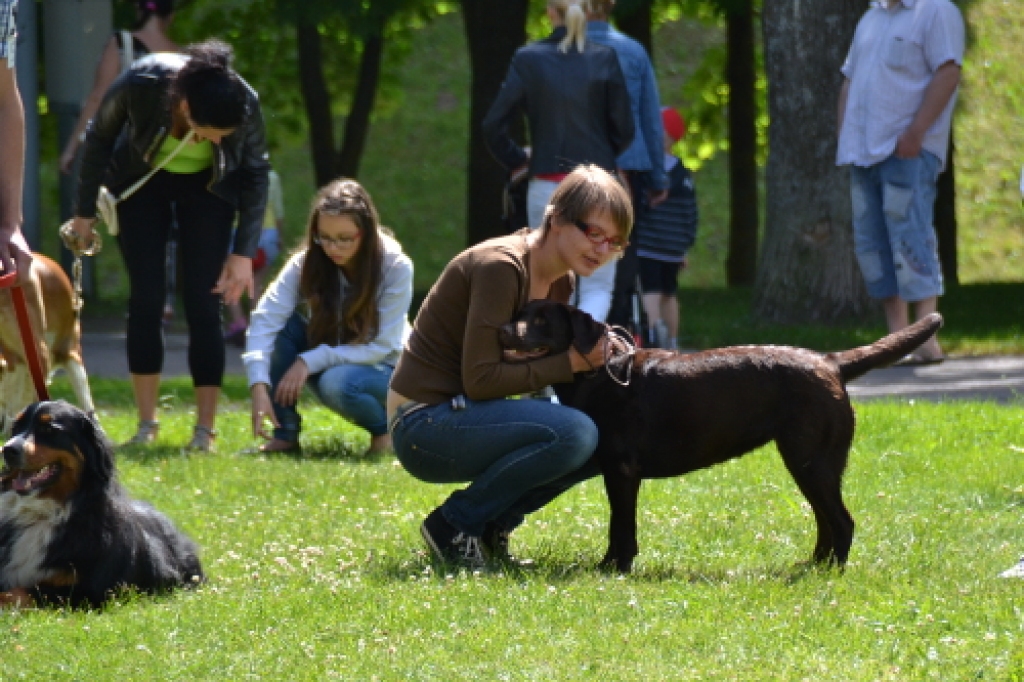 Pusdienas saule un stiprais vējš netraucēja suņu audzētājiem, speciālistiem un citiem dzīvniekmīļiem sestdien, 15. jūnijā, tikties Bauskas pilskalna pakājē, lai vērtētu un aplūkotu dažādu sugu suņus, kuri kopā ar saimniekiem bija...
Autors: Kristaps Ābelnieks