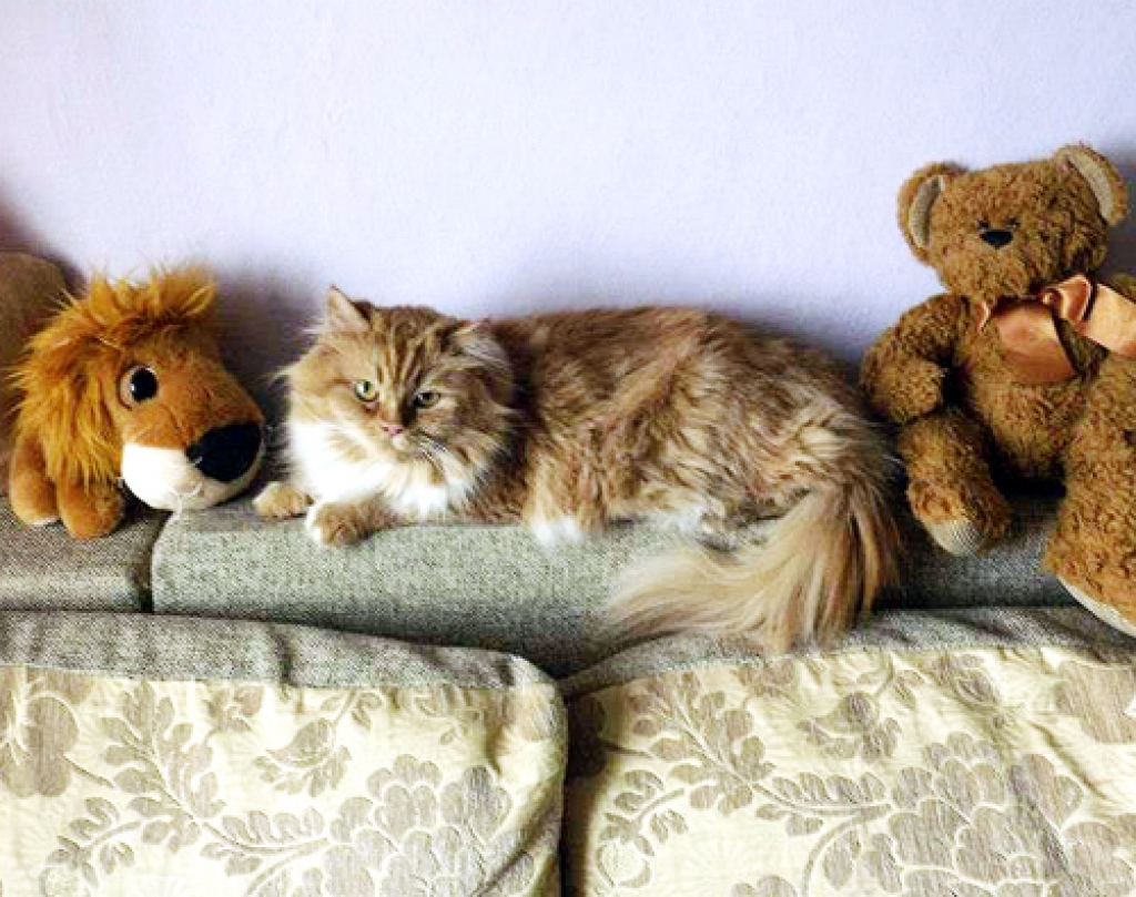 Serīna – kamuflāžas eksperte.