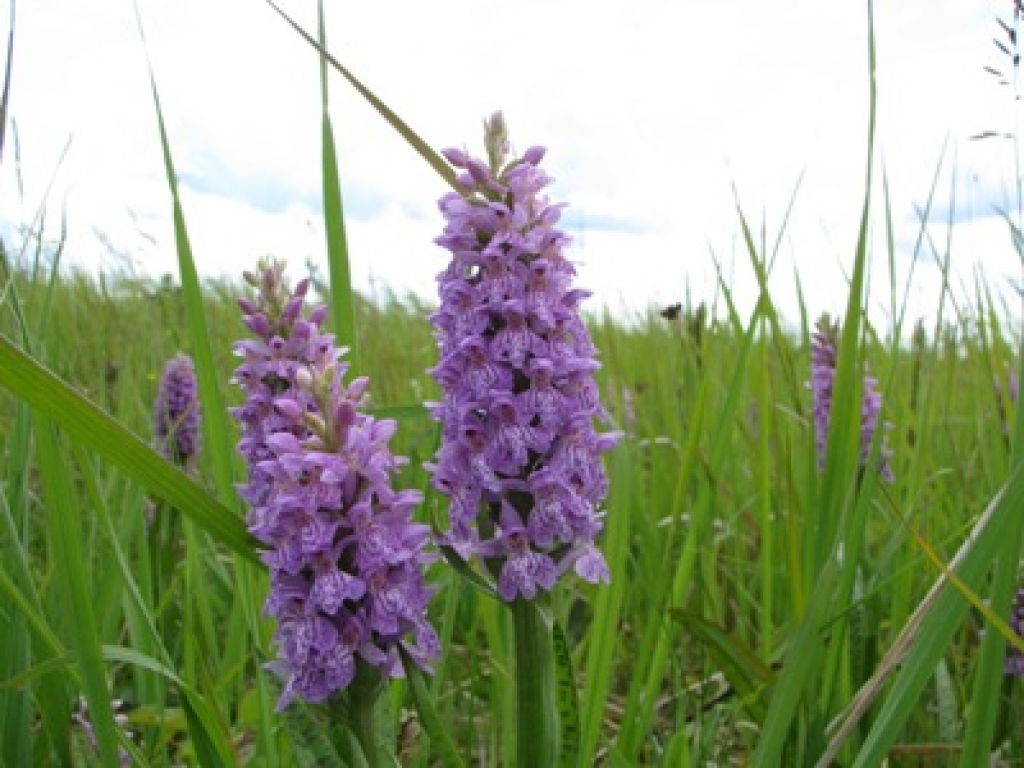 Latvijas aizsargājamie augi ir dažāda veida savvaļas orhidejas - dzegužpirkstītes.