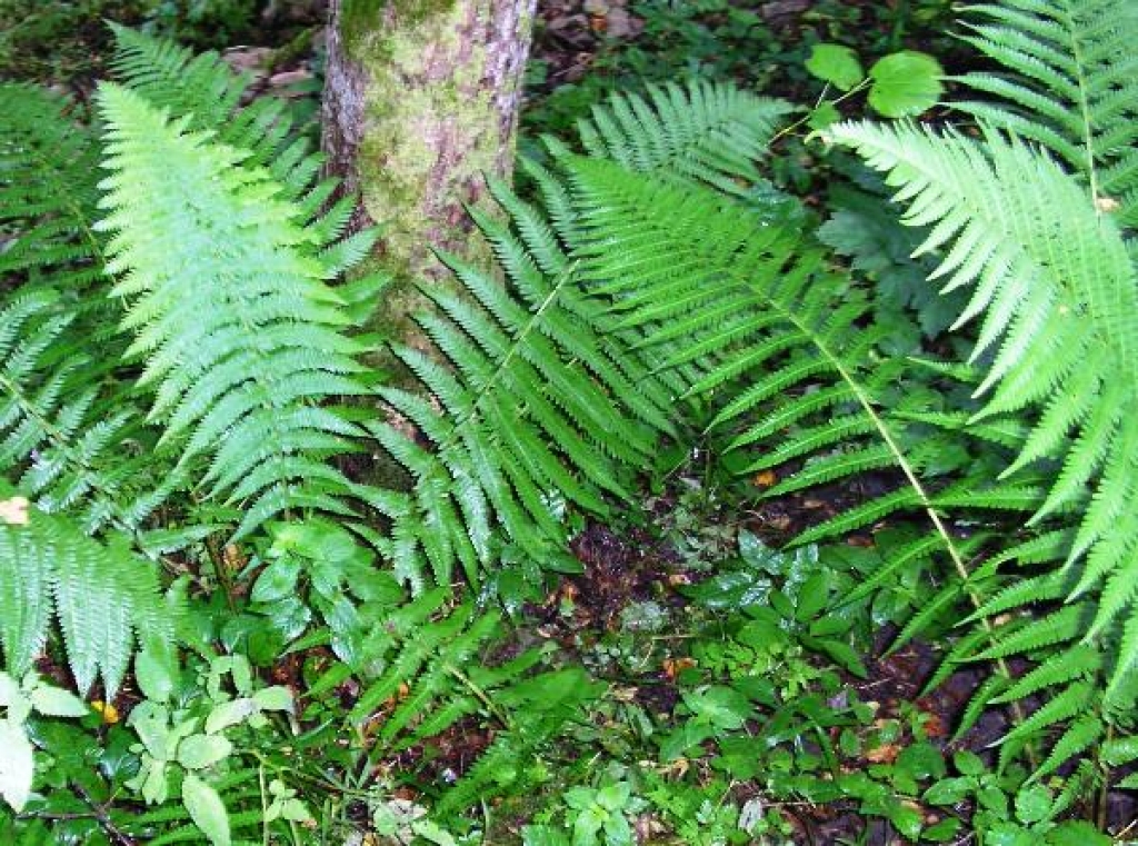 Fotoattēlam ilustratīva nozīme.