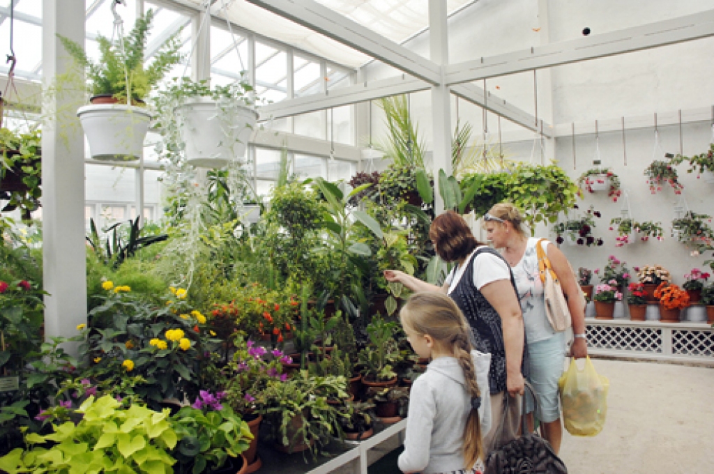 Oranžērijā, kurā ieeja no pils dīķa puses, sestdien bija daudz apmeklētāju, jo tā ir šīs sezonas jaunums.
Autors: Ivars Bogdanovs