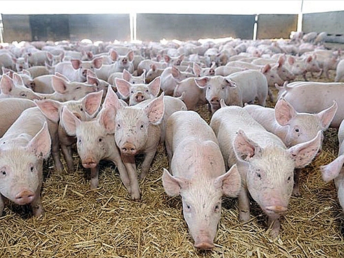 Cūku novietnēs jāveic dezinfekcija. Attēlam ilustratīva nozīme. 
Autors: Foto no «Bauskas Dzīves» arhīva.