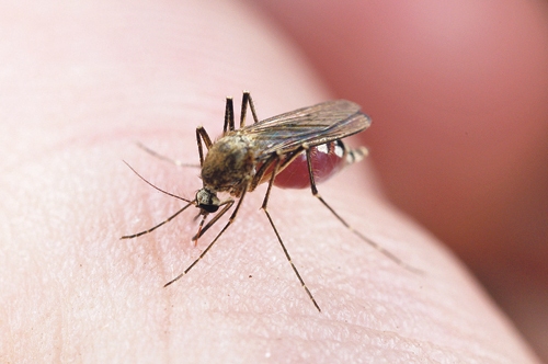 Kukaiņa kodiens parasti lielas problēmas nesagādā un ātri tiek aizmirsts, ja vien nerada alerģisku reakciju un izteiktu niezi. Tad vairs nav tālu līdz infekcijai – nokasa līdz jēlumam un jau jāsāk domāt, kā dezinficēt brūci.
Autors: Foto no www.huffingtonpost.com.